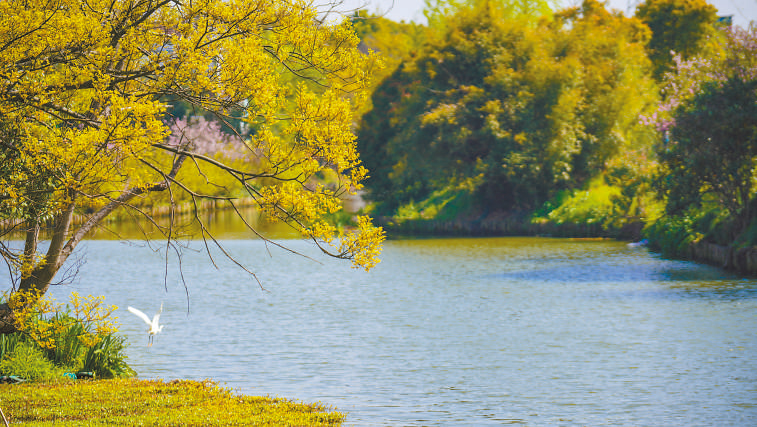 碧波荡漾 浙江嘉兴市海盐县望海街道永福社区荷花池,一汪碧水波光粼粼,风光旖旎。当地始终坚持绿色发展,促进人与自然和谐共生。 肖弗勒模具(嘉兴)有限公司德国籍经理 汤姆·鲁特纳摄 “当地村民告诉我,如今环境变好了,茶余饭后,大家都会到河边散散步,欣赏美景,和邻居聊聊天。我想,好生态是大自然的馈赠,更是长三角地区大力治理生态环境的结果。希望美丽中国的绿色发展之路越走越好。”